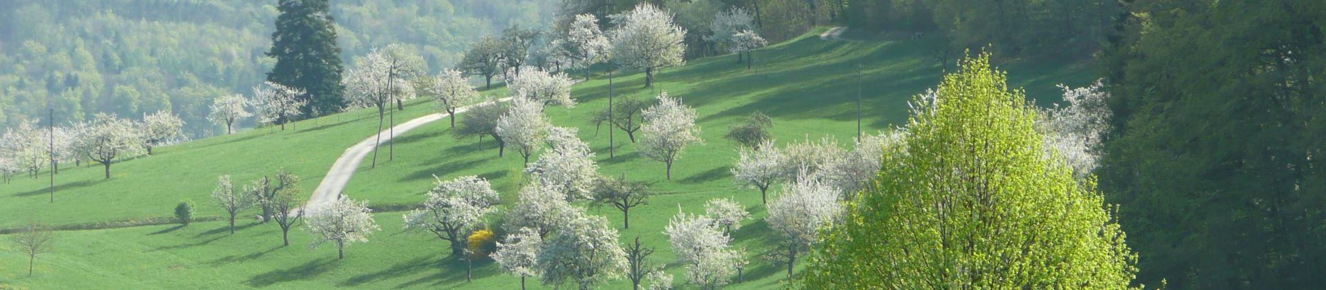Kirschblüte in Nuglar-St. Pantaleon